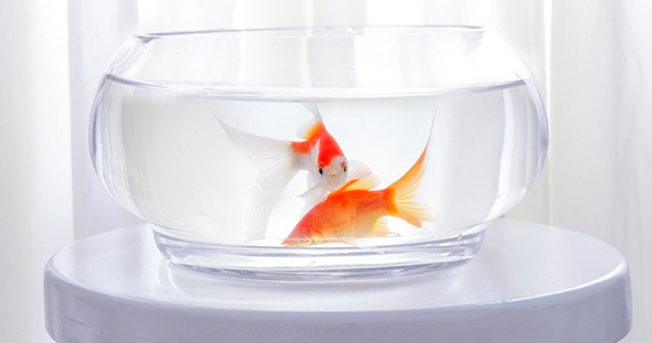 香港正牌资料大全