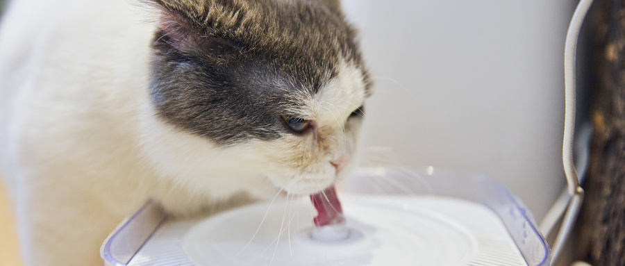 香港正牌资料大全