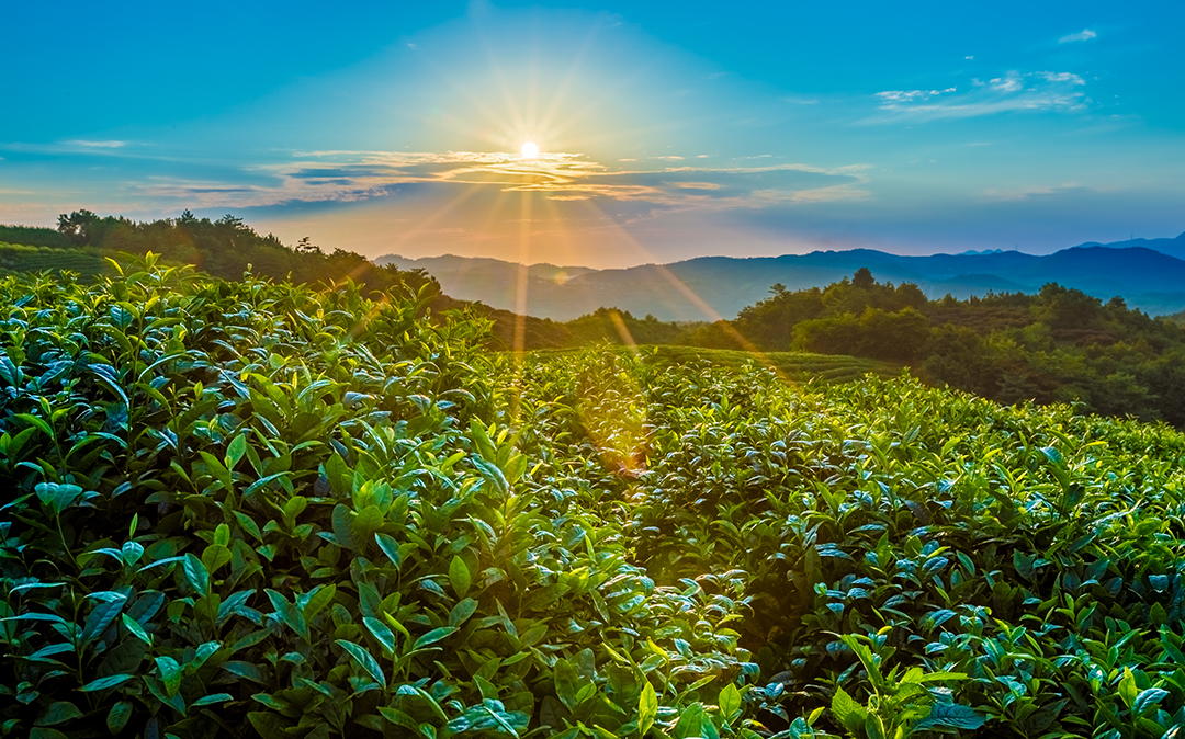 香港正牌资料大全