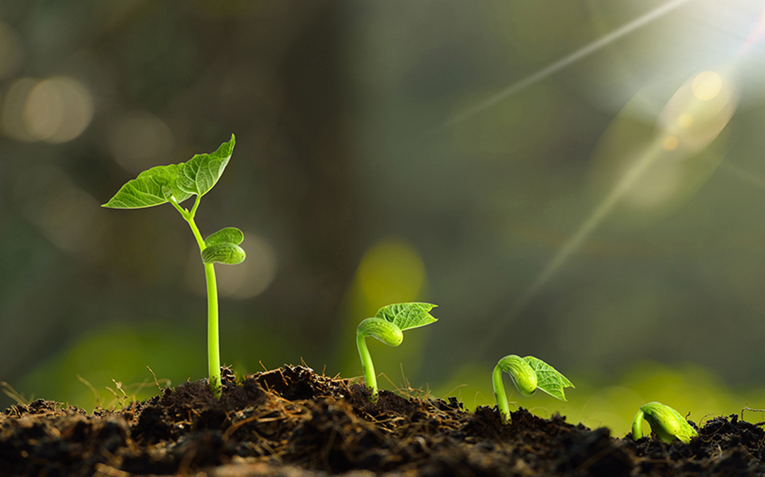 香港正牌资料大全