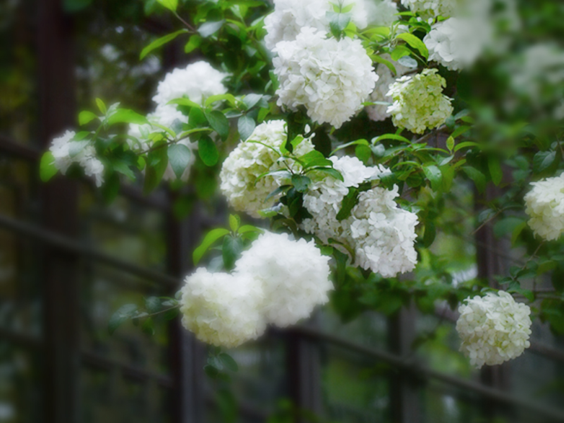 香港正牌资料大全